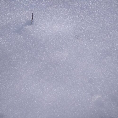 Январь-февраль 2020 года в Синей птице